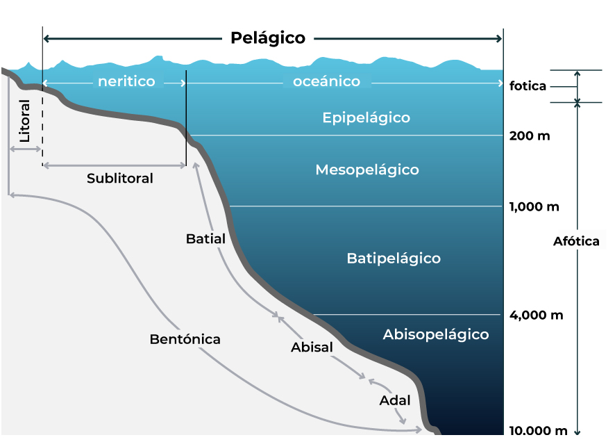 Ambiente pelágico | Biodiversidad Mexicana