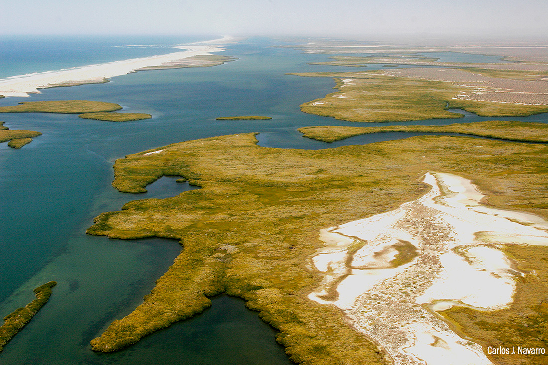 Bahía Magdalena BCS