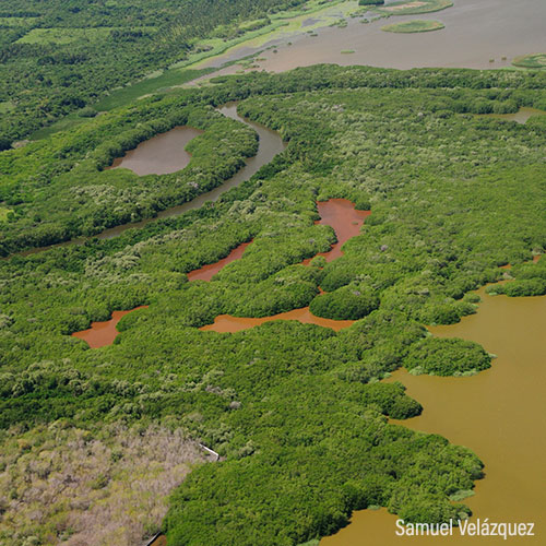 Manglares del Pacífico Surtorrales