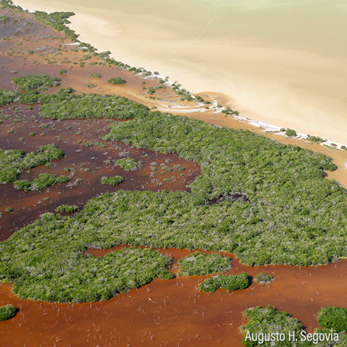 Manglares de la península de Yucatán