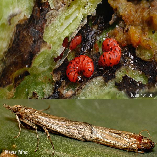 Palomilla del nopal