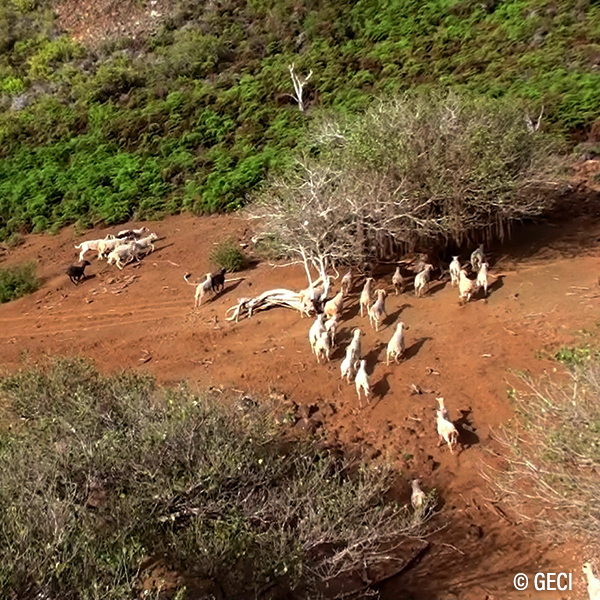 Impacto a la biodiversidad