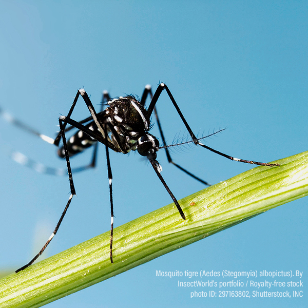 Mosquito