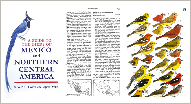 dieta Persistencia Recurso Observación de aves | Biodiversidad Mexicana