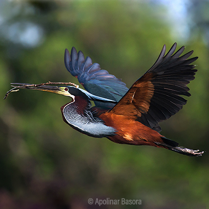 Aves de México