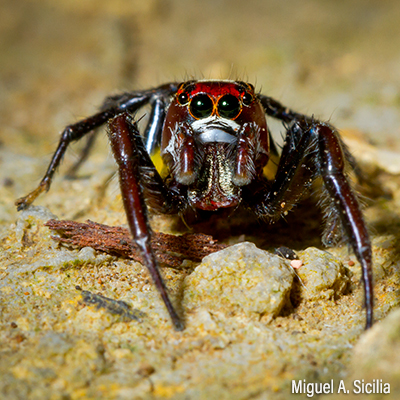 Arañas y alacranes