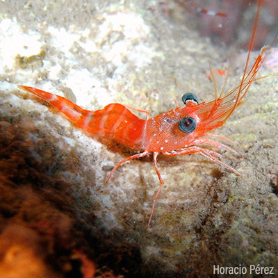 Camarones y cangrejos