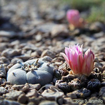 Magnolias y margaritas