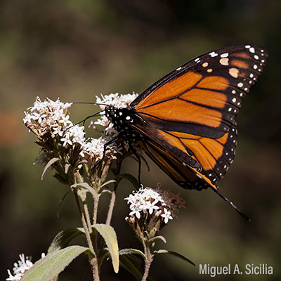 Mariposa Monarca