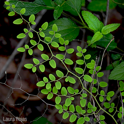 Plantas