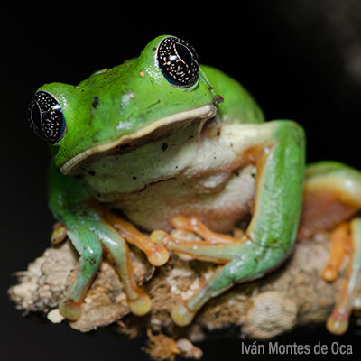 Ranas y salamandras