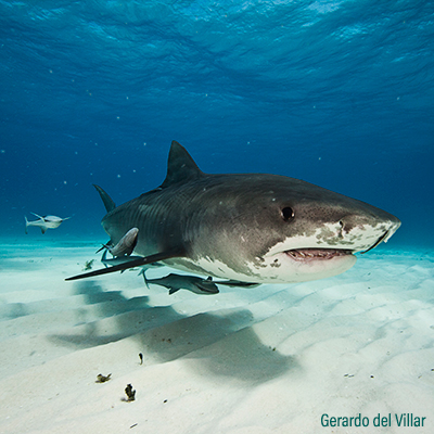 Tiburones y rayas