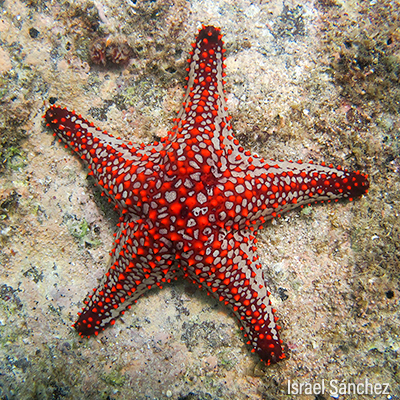 Estrellas y erizos de mar