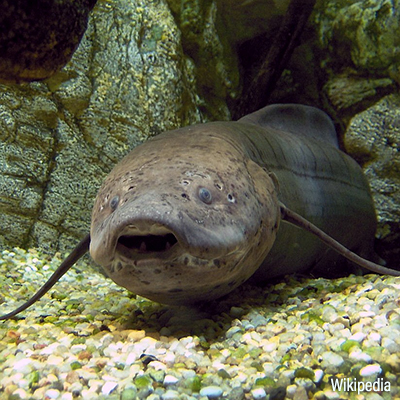 Peces pulmonados