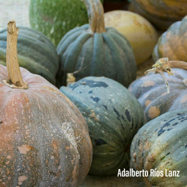 Calabaza