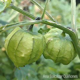 Tomate verde