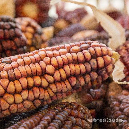 Proyecto global de maíces nativos