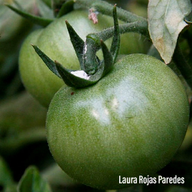 Tomate verde