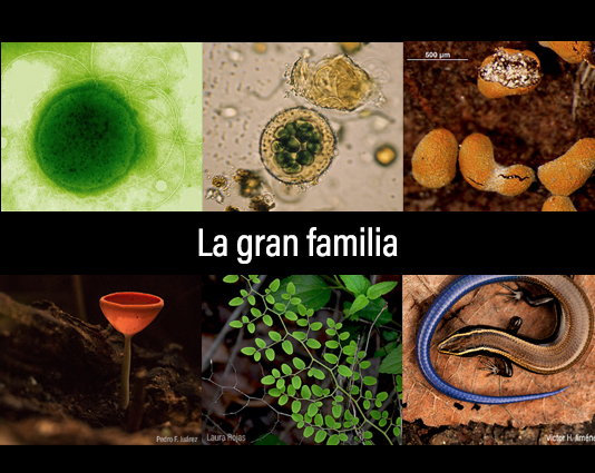 La gran familia