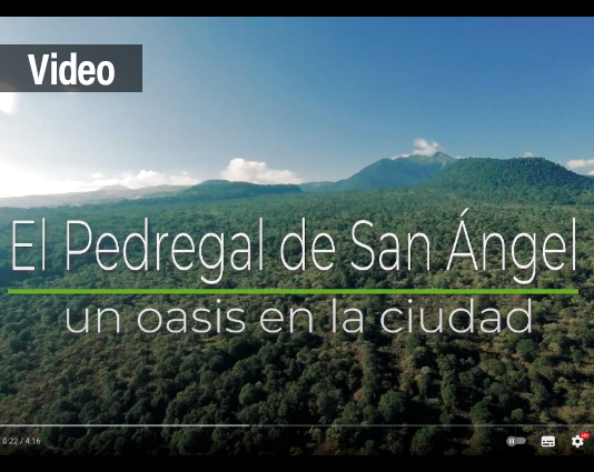 Pedregal de San Ángel