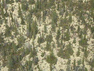 fotografías de bosques con árboles