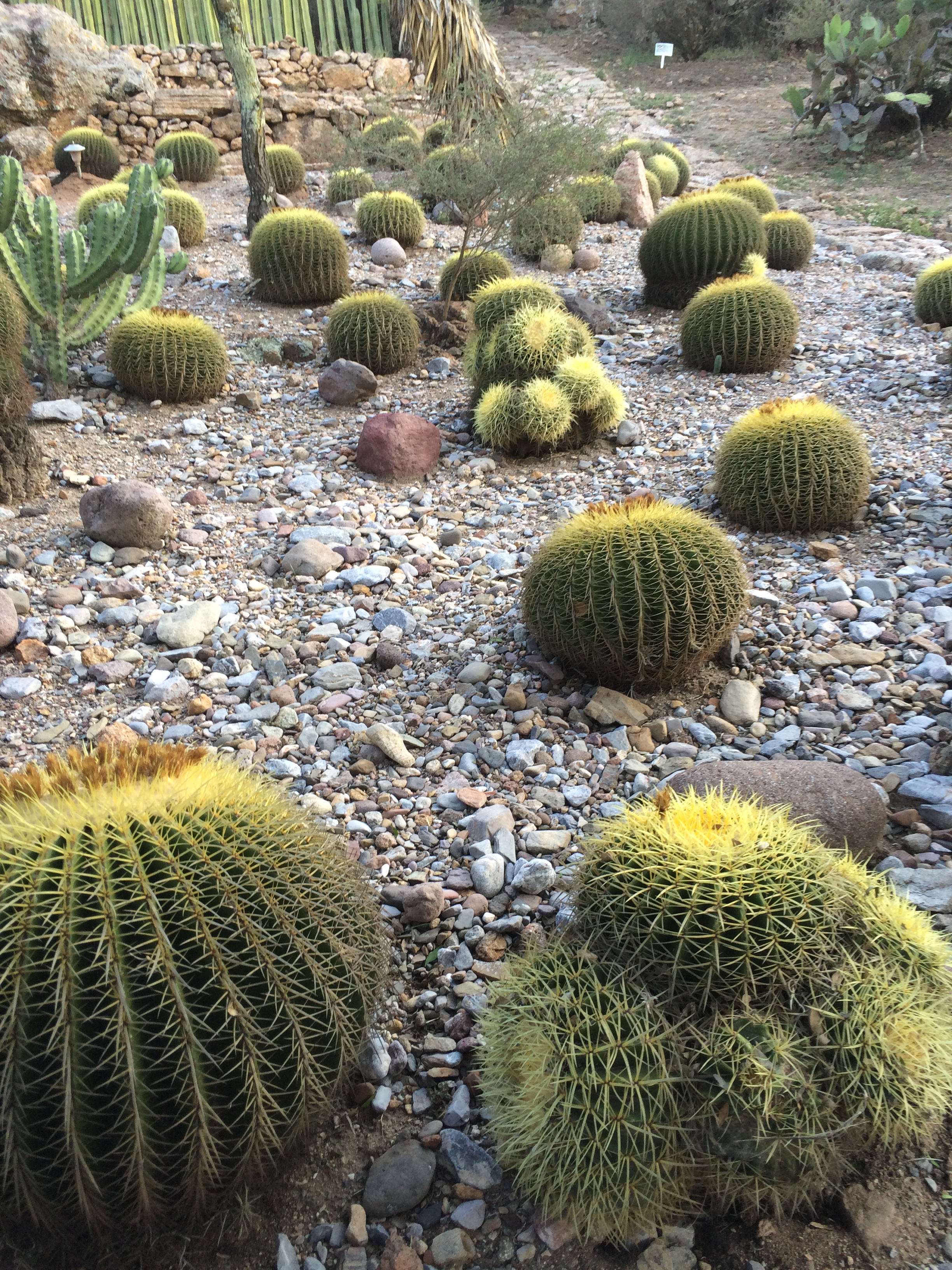 Primera Reunión del Comité Coordinador de Implementación de la Estrategia Mexicana para la Conservación Vegetal (CCI-EMCV)