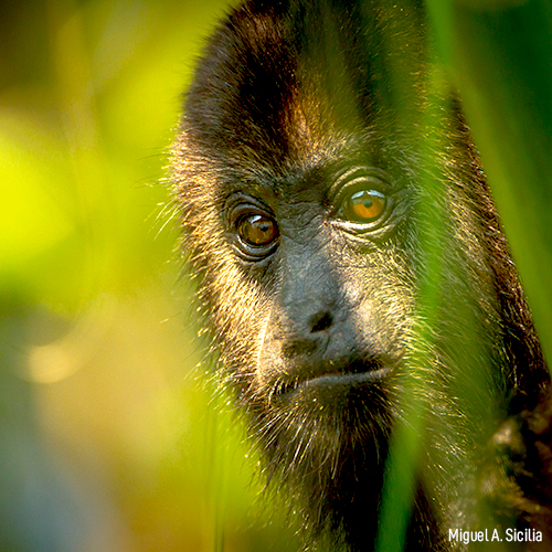 Sitios prioritarios para primates