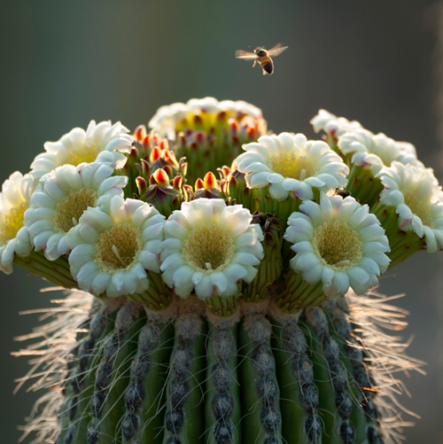 Estrategia Mexicana para la Conservación Vegetal