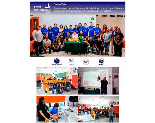 Strengthening the implementation of CITES in Mexico for Appendix II listed sharks