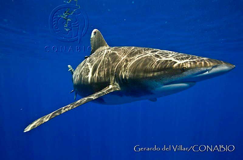 Tiburón