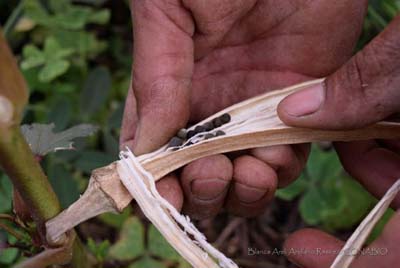 Diversidad biológica agrícola