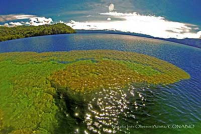 Diversidad biológica de las aguas continentales