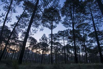 Diversidad biológica forestal