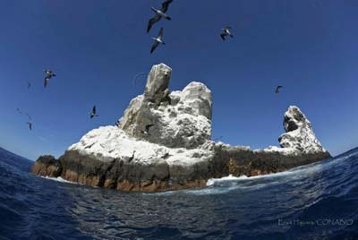 Diversidad biológica de islas