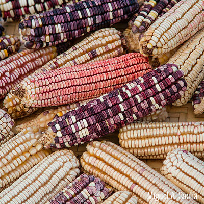 Diversidad Biológica y Cultural