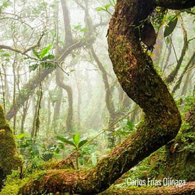 Enfoque por ecosistemas