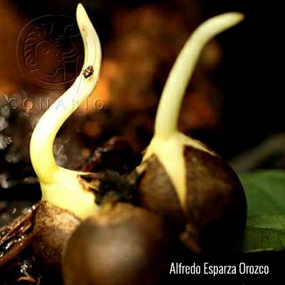 Iniciativa Mundial sobre Taxonomía