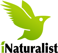 iNaturalist