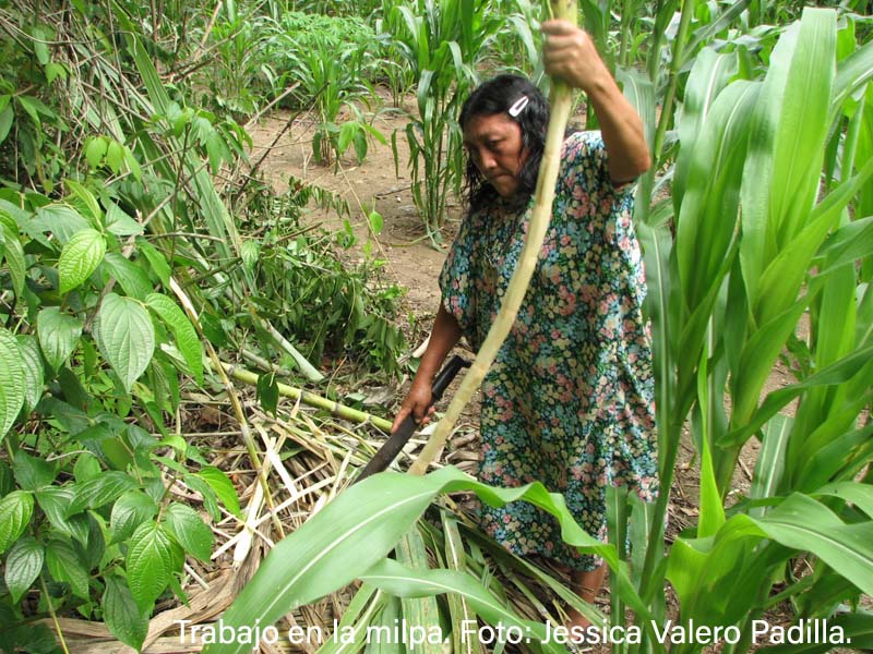 Chiapas