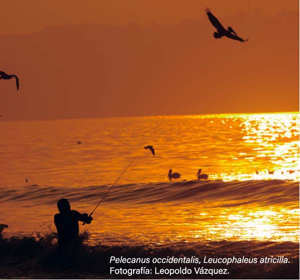 Colima