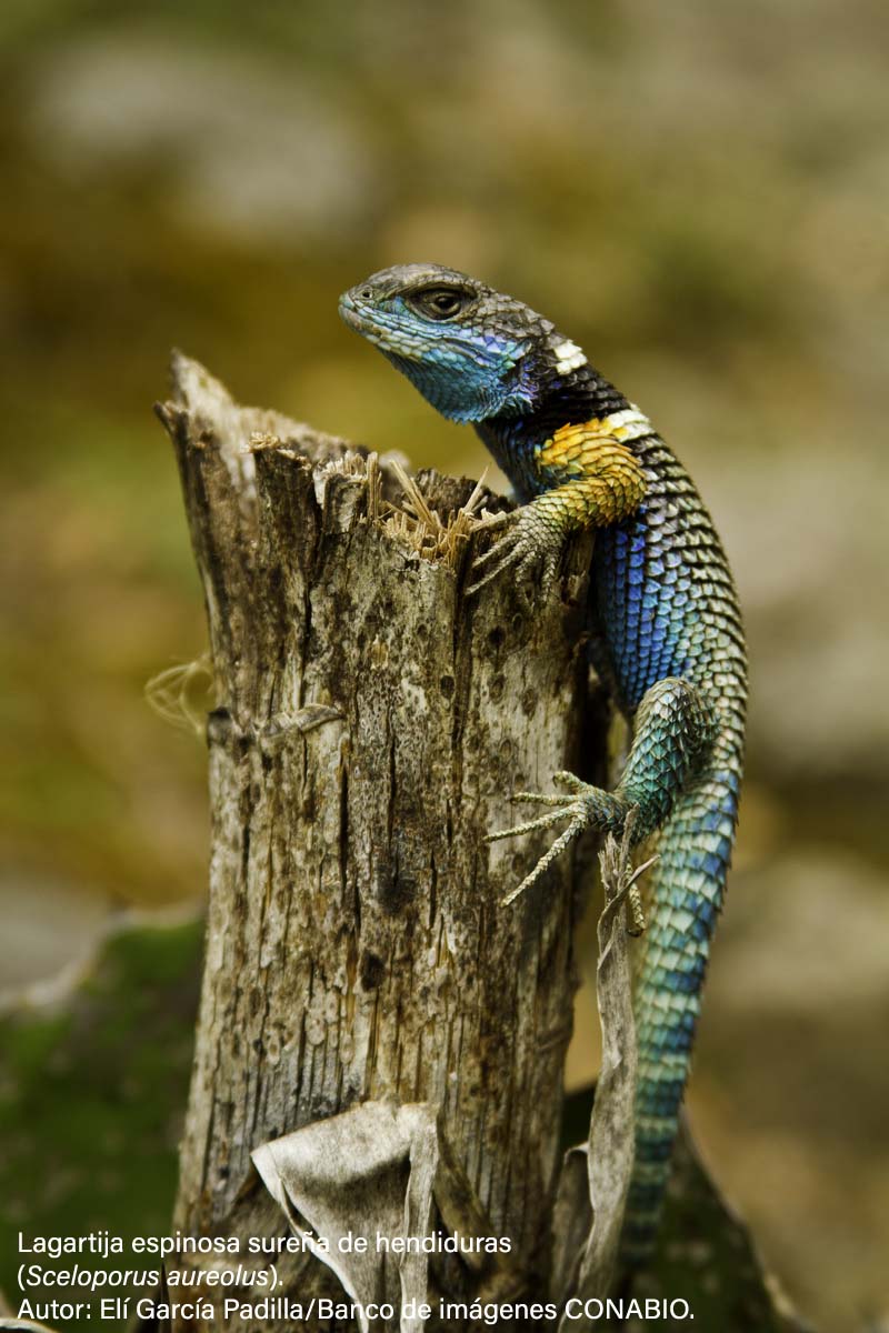 Oaxaca