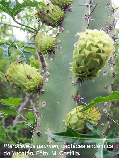 Yucatán