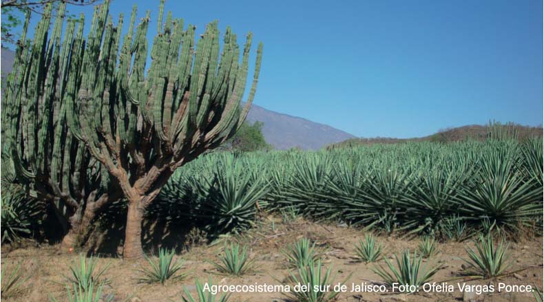 Jalisco