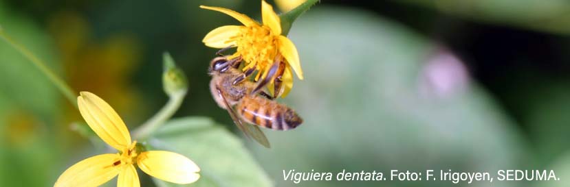 Yucatán