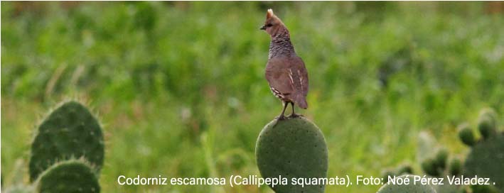 Zacatecas