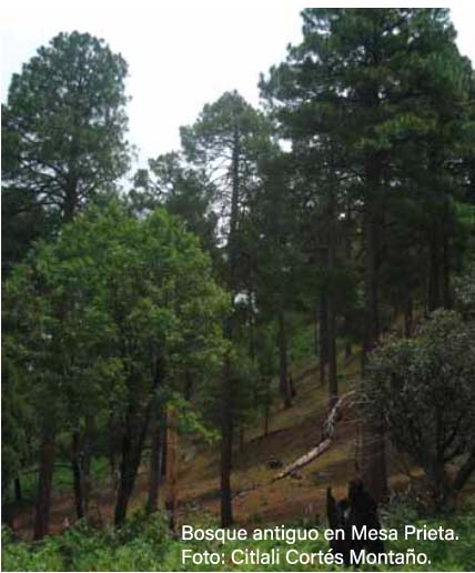 La Biodiversidad En Chihuahua Estudio De Estado Biodiversidad Mexicana