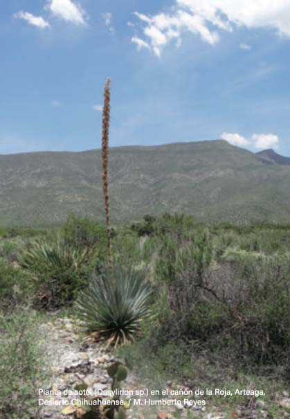 Coahuila