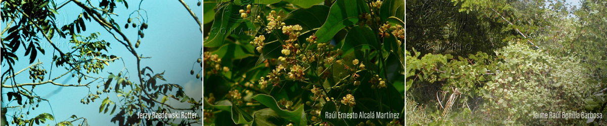 Plantas sobre explotadas