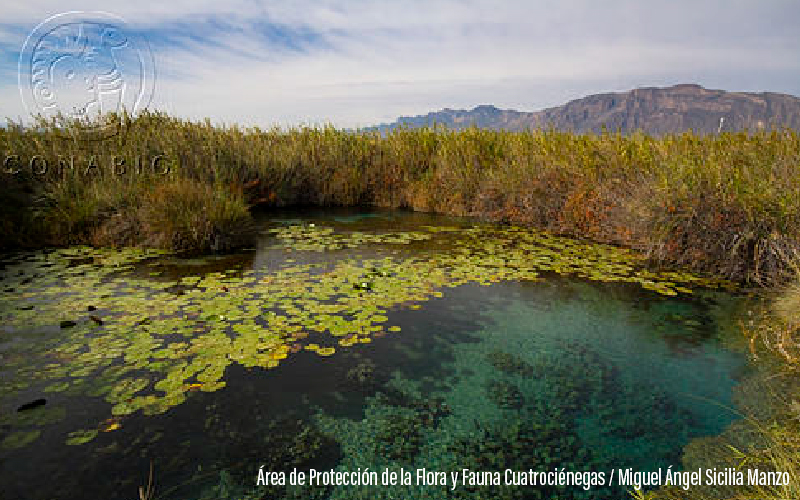 Área de Protección de la Flora y Fauna Cuatrociénegas