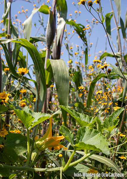 La milpa | Biodiversidad Mexicana